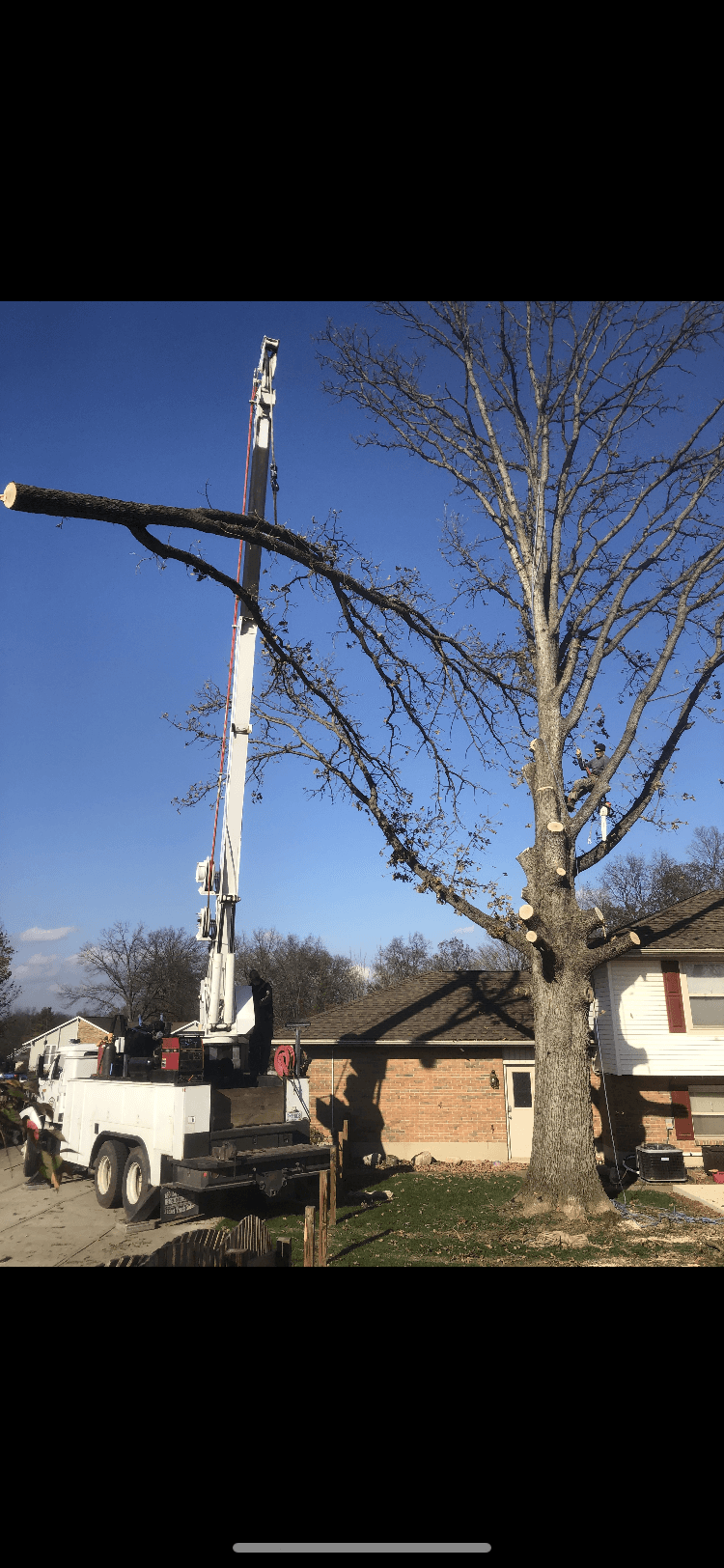 Family Tree Service crane-assisted removal of a large oak beside a house