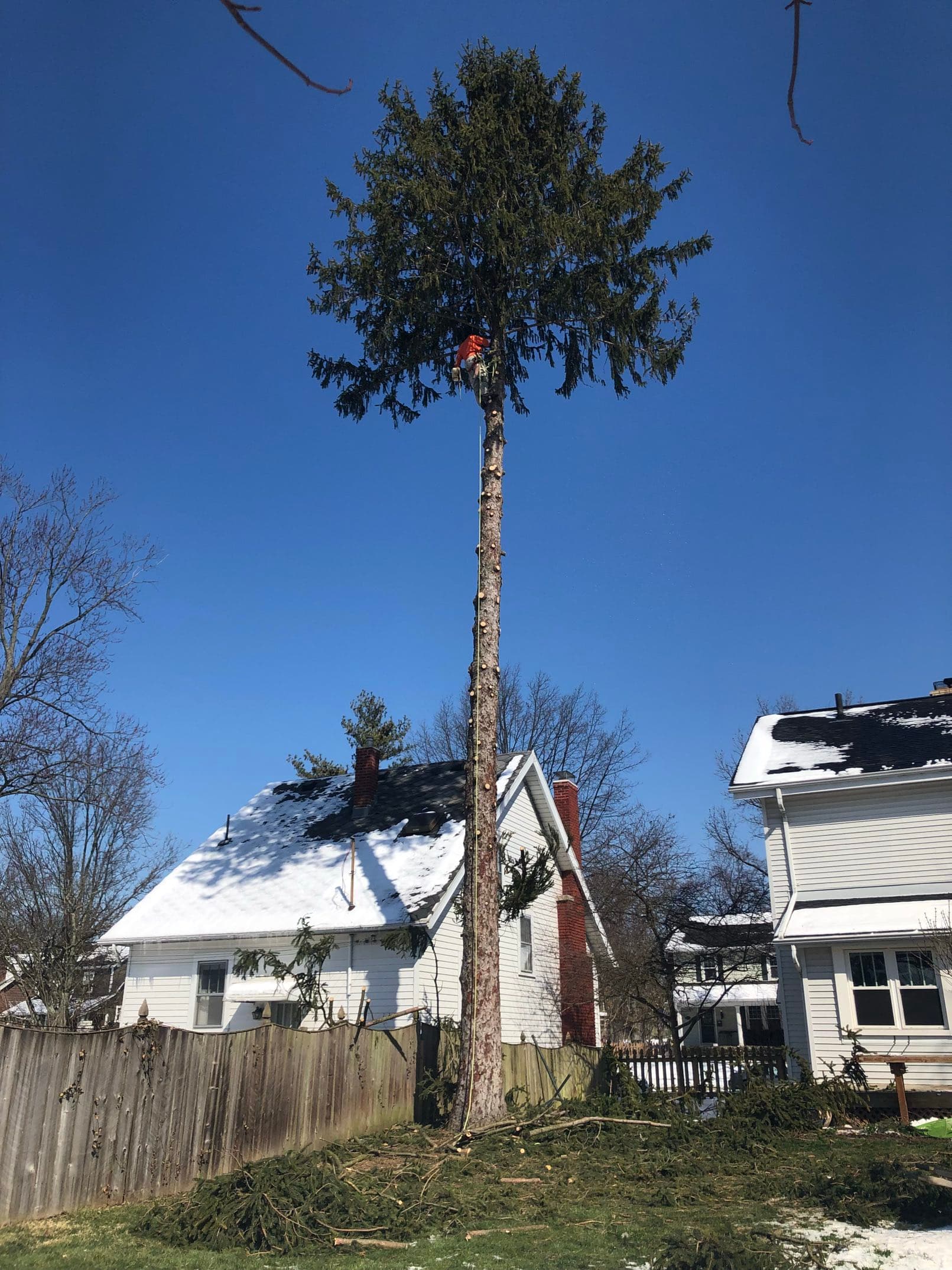 Family Tree Service tree climber performing large tree removal high in a tall evergreen